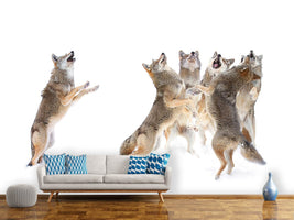 photo-wallpaper-the-choir-coyotes