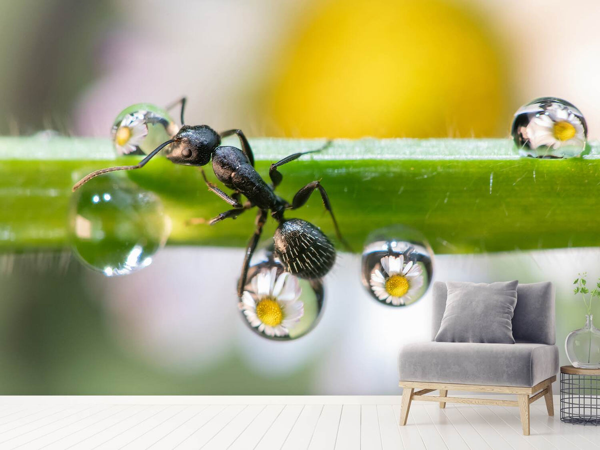 photo-wallpaper-the-ant-between-the-drops