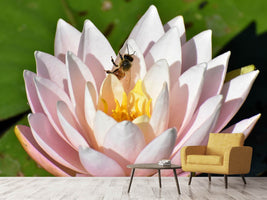 photo-wallpaper-the-bee-on-the-water-lily