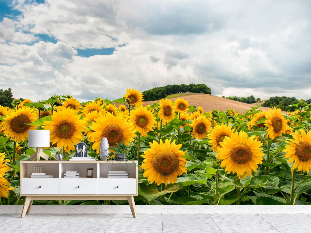 photo-wallpaper-landscape-with-sunflowers