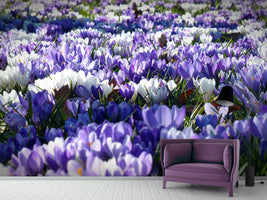 photo-wallpaper-a-field-full-of-crocuses