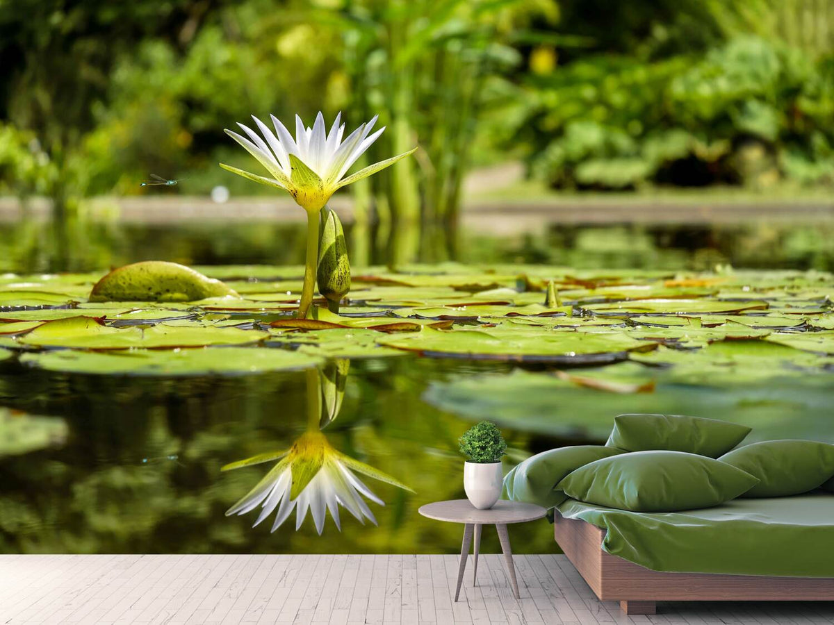 photo-wallpaper-water-lily-in-nature