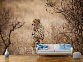 photo-wallpaper-elegant-cheetah