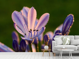 photo-wallpaper-ornamental-lilies-with-morning-dew