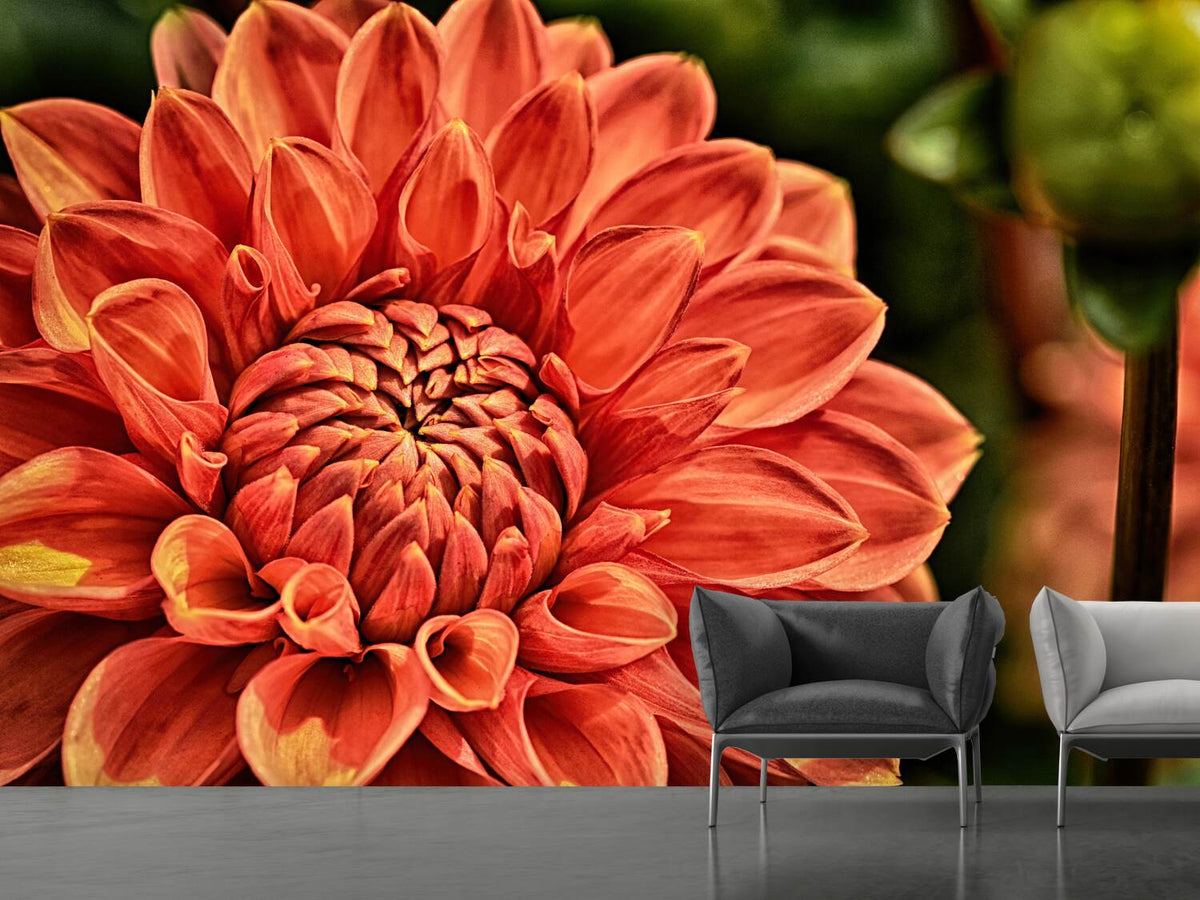 photo-wallpaper-painting-of-a-dahlia